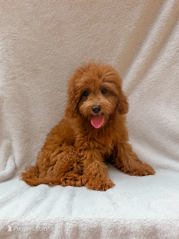 Teddy – Maltipoo puppy for sale in Batesville, AR