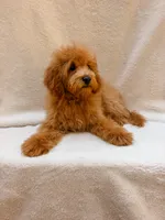 Green, a male Cavapoo for sale in Batesville, AR – 2 of 10