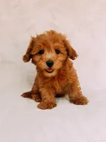Chester, a male Maltipoo for sale in Batesville, AR – 2 of 8