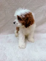 Milo, a male Cavapoo for sale in Batesville, AR – 5 of 5