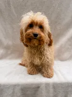 Beauty, a female Cavapoo for sale in Batesville, AR – 2 of 10
