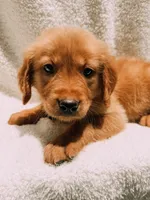 Tan, a male Golden Retriever for sale in Batesville, AR – 3 of 9