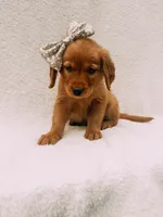 Gold, a female Golden Retriever for sale in Batesville, AR – 3 of 6