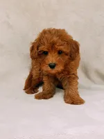 Teddy, a male Maltipoo for sale in Batesville, AR – 4 of 8