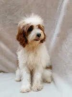 Milo, a male Cavapoo for sale in Batesville, AR – 5 of 8