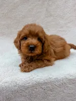 Red, a male Cavapoo for sale in Batesville, AR – 2 of 8