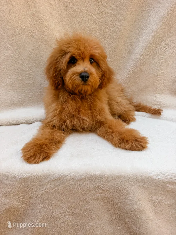 Green – Cavapoo puppy for sale in Batesville, AR