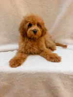 Green, a male Cavapoo for sale in Batesville, AR – 1 of 10