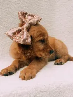 Rose gold, a female Golden Retriever for sale in Batesville, AR – 5 of 10