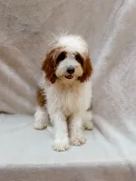 Milo, a male Cavapoo for sale in Batesville, AR – 3 of 8