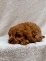 Copper, a male Cavapoo for sale in Batesville, AR – 4 of 4