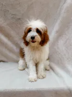 Milo, a male Cavapoo for sale in Batesville, AR – 7 of 8