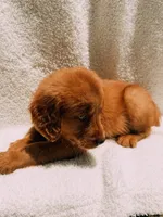 Red, a male Golden Retriever for sale in Batesville, AR – 8 of 9