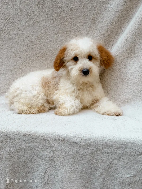 Andy – Maltipoo puppy for sale in Batesville, AR