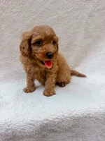 Green, a male Cavapoo for sale in Batesville, AR – 7 of 8