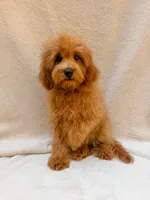 Green, a male Cavapoo for sale in Batesville, AR – 4 of 10