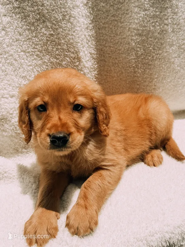 Yellow – Golden Retriever puppy for sale in Batesville, AR