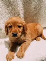 Yellow, a male Golden Retriever for sale in Batesville, AR – 1 of 3