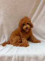 Teddy, a male Maltipoo for sale in Batesville, AR – 2 of 6