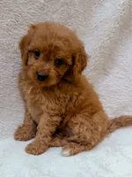 Pink, a female Cavapoo for sale in Batesville, AR – 5 of 5