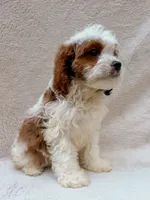 Milo, a male Cavapoo for sale in Batesville, AR – 2 of 5