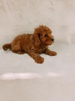 Teddy, a male Maltipoo for sale in Batesville, AR – 8 of 8