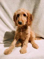 Honey, a female Goldendoodle for sale in Batesville, AR – 6 of 7