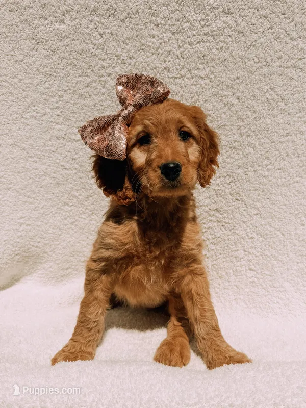 Honey – Goldendoodle puppy for sale in Batesville, AR