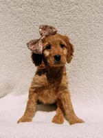 Honey, a female Goldendoodle for sale in Batesville, AR – Photo 1 of 6