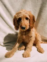 Honey, a female Goldendoodle for sale in Batesville, AR – 4 of 7