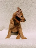 Honey, a female Goldendoodle for sale in Batesville, AR – Photo 4 of 6