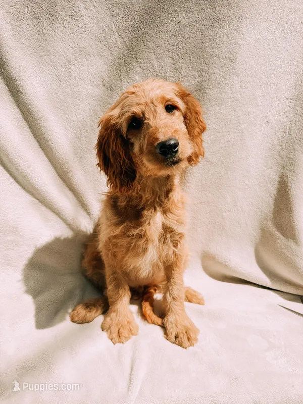 Honey – Goldendoodle puppy for sale in Batesville, AR
