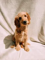 Honey, a female Goldendoodle for sale in Batesville, AR – 1 of 7