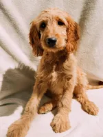 Honey, a female Goldendoodle for sale in Batesville, AR – 3 of 7