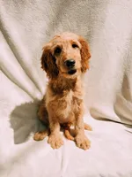 Honey, a female Goldendoodle for sale in Batesville, AR – 2 of 7