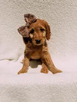 Honey, a female Goldendoodle for sale in Batesville, AR – Photo 2 of 6