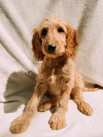 Honey, a female Goldendoodle for sale in Batesville, AR – 5 of 7