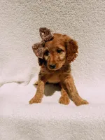 Honey, a female Goldendoodle for sale in Batesville, AR – Photo 3 of 6