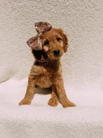 Honey, a female Goldendoodle for sale in Batesville, AR – Photo 6 of 6