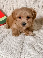 Tan, a female Maltipoo for sale in Batesville, AR – Photo 2 of 3