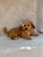 Elsie, a female Maltipoo for sale in Batesville, AR – 10 of 10