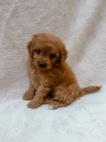 Pink, a female Cavapoo for sale in Batesville, AR – 1 of 5