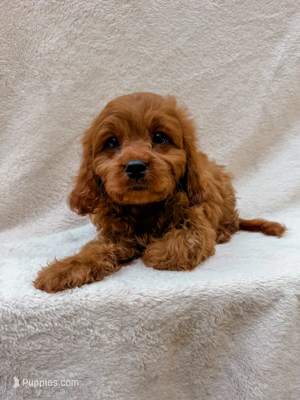 Copper – Cavapoo puppy for sale in Batesville, AR