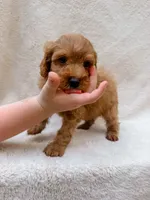 Green, a male Cavapoo for sale in Batesville, AR – 2 of 8