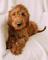 “Lime Green”, a male Goldendoodle for sale in Batesville, AR – Photo 3 of 8
