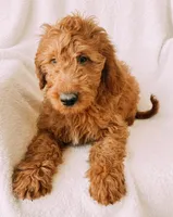 “Lime Green”, a male Goldendoodle for sale in Batesville, AR – Photo 7 of 8