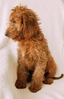 “Lime Green”, a male Goldendoodle for sale in Batesville, AR – Photo 4 of 8