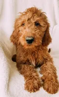 “Lime Green”, a male Goldendoodle for sale in Batesville, AR – Photo 1 of 8