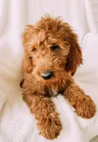 “Lime Green”, a male Goldendoodle for sale in Batesville, AR – Photo 8 of 8