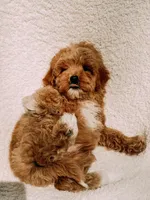 Teddy, a male Maltipoo for sale in Batesville, AR – Photo 5 of 9